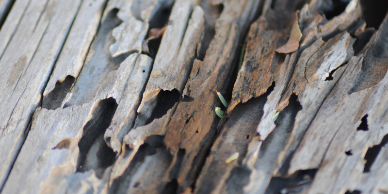 A Guide to Selling Your House With Termites Huntsville