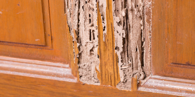 How To Sell A House with Termites Huntsville